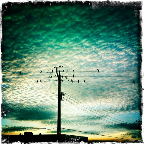 Day 35. Birds on a wire