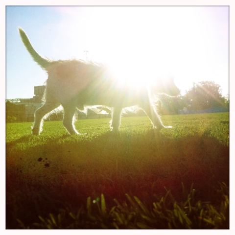 Day 206. Bright, Bright, Sun Shiny… Dog