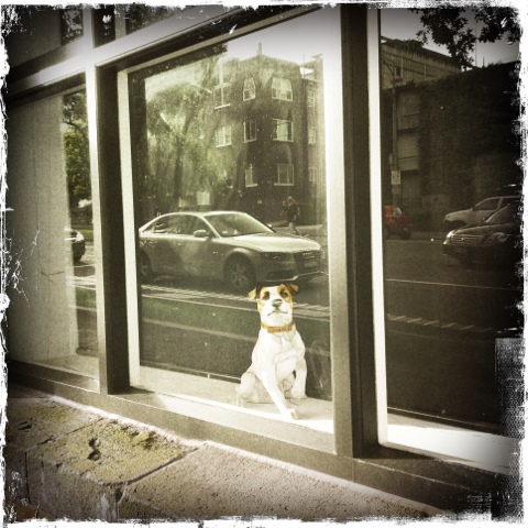 Day 252. how much is that doggy in the window?