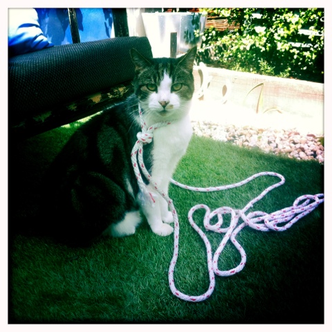 Day 323. Cat on a Rope