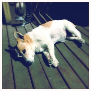 Day 597. Let Sleeping Dogs Lay