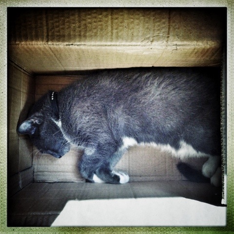 Day 704. boxed cat