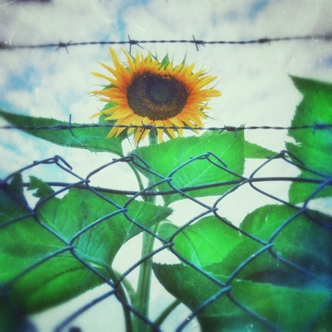 Day 705. let the sunflower out