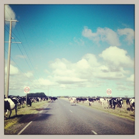 Day 861. cows at 100