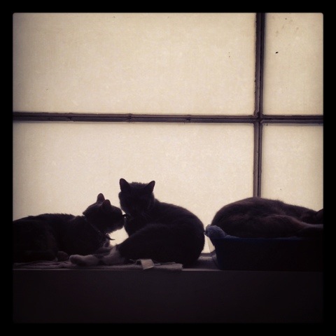 Day 902. three cats on the window sill