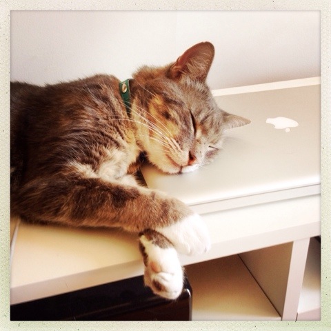 Day 1035. cat nap on a mac