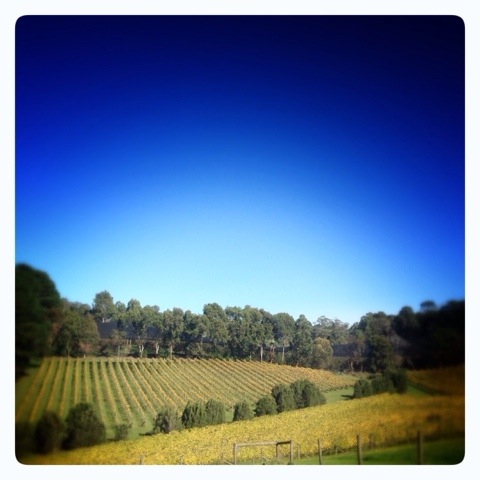 Day 1117. Day on the Vines