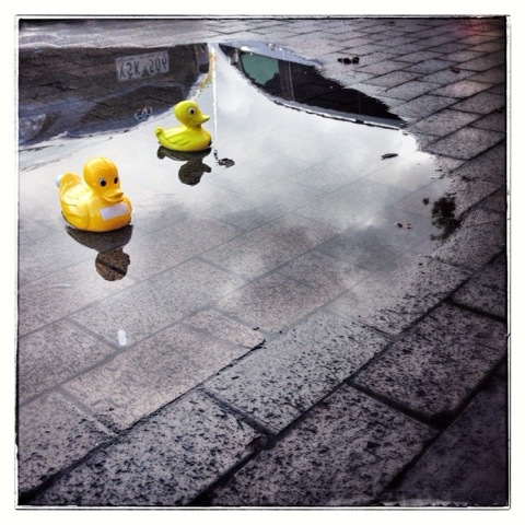 Day 1147. Two Ducks Swimming