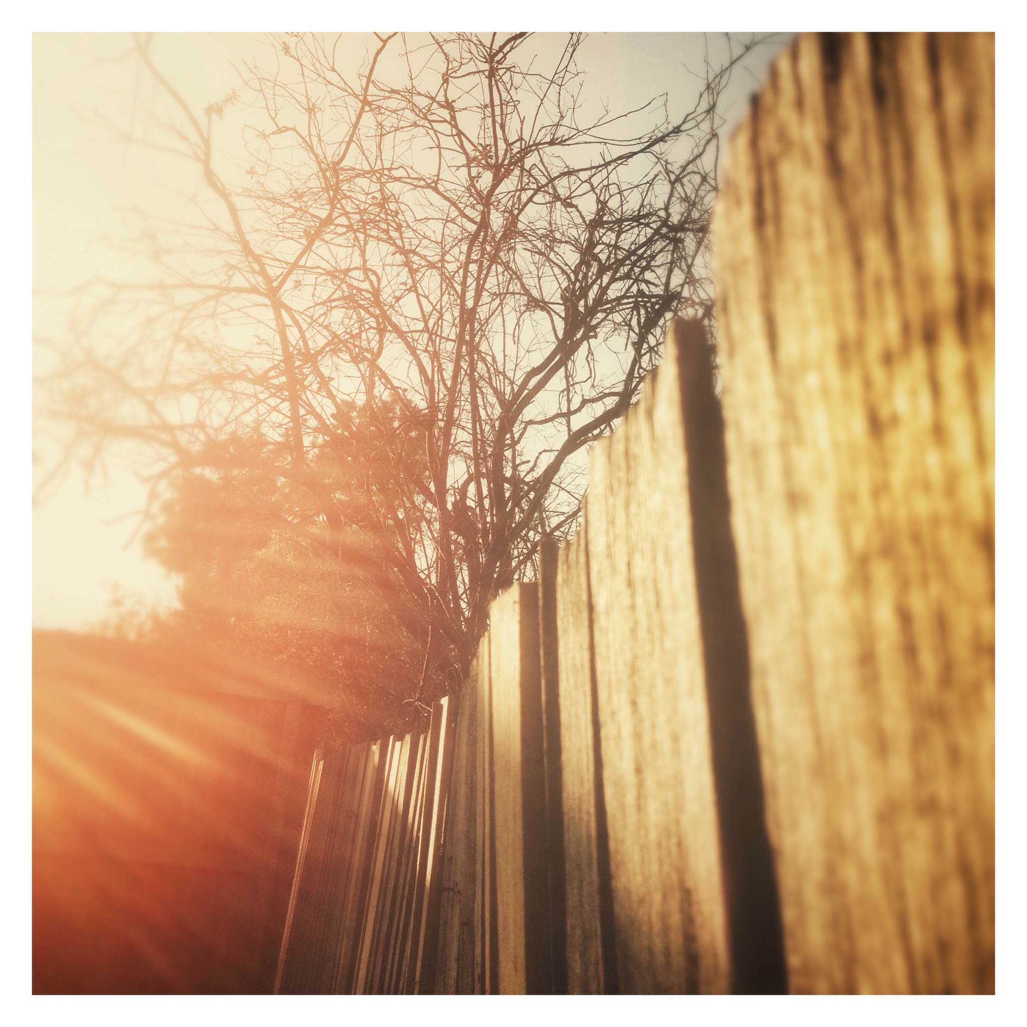 Day 1354. Over the Fence