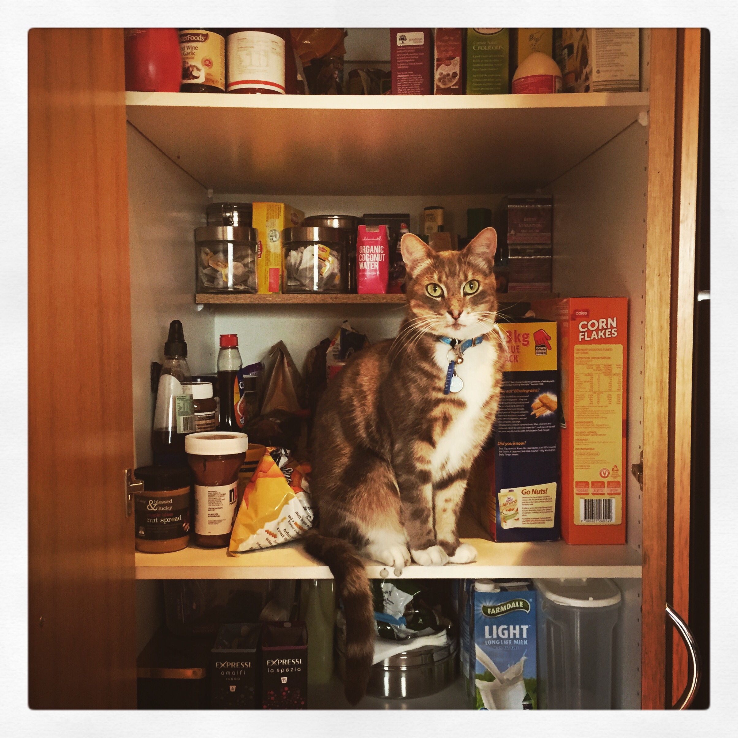 Day 1442. pantry puss… (yeah, I don’t think so) 