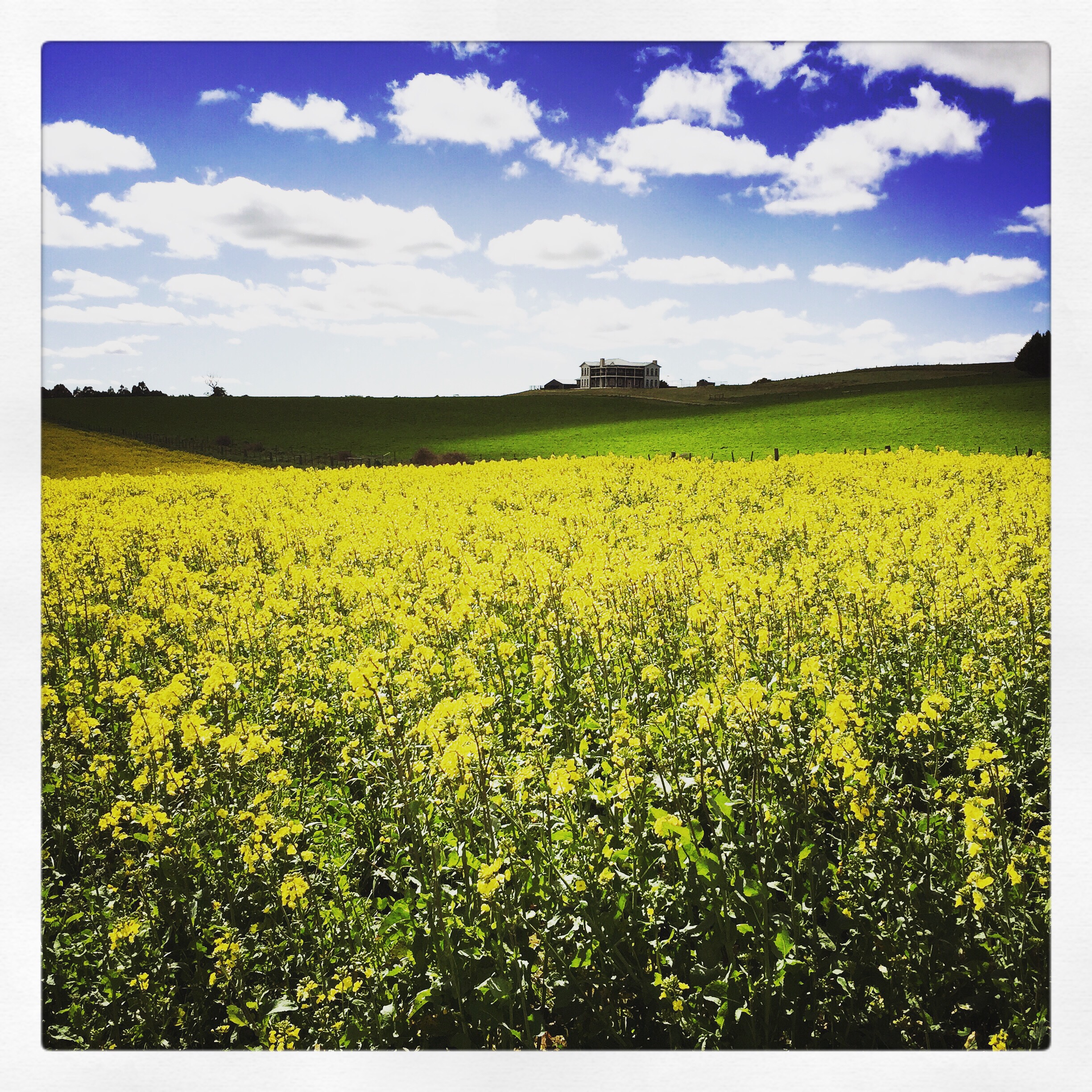 Day 1629. canola fresh…