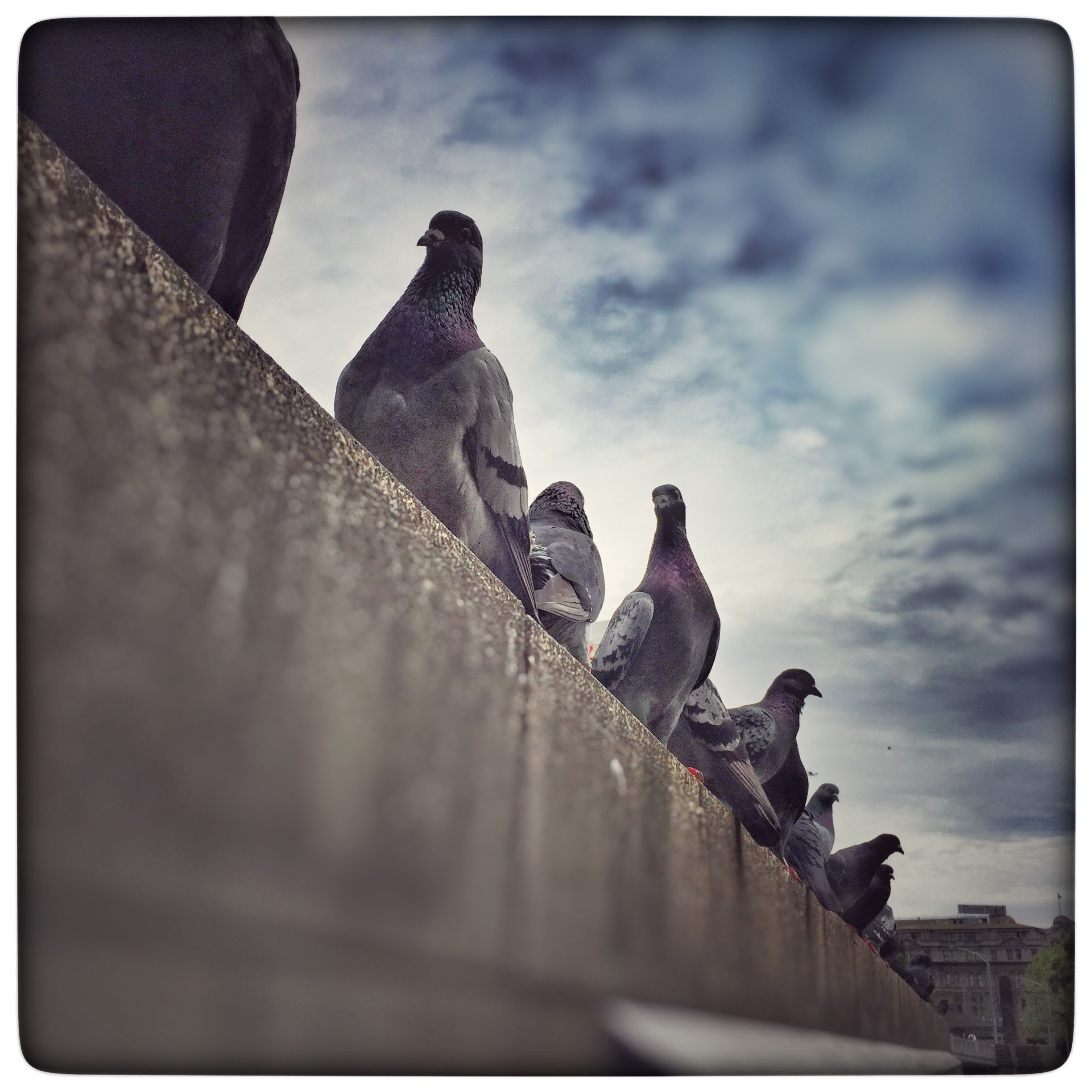 Day 1650. Birds of a Feather