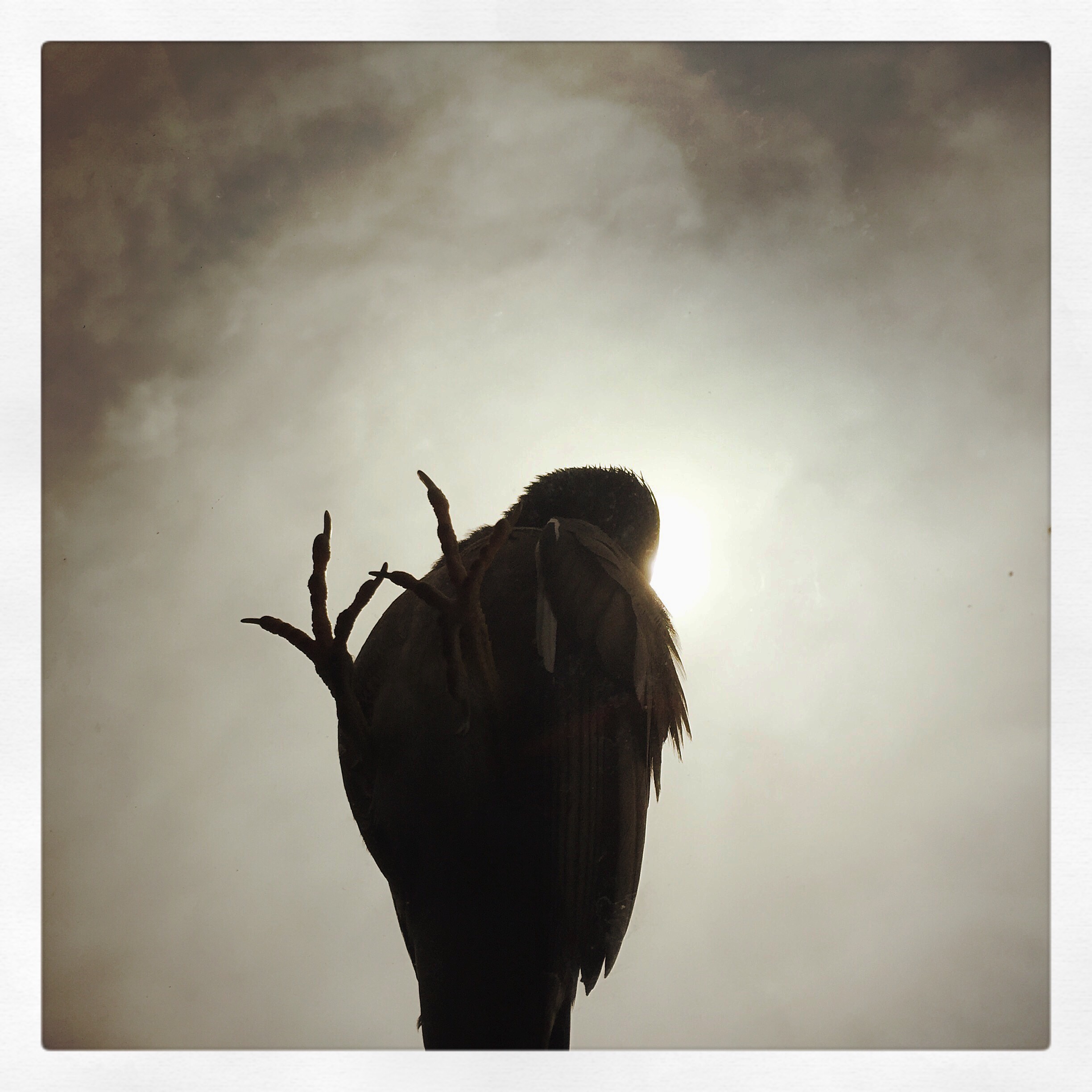 Day 1718. bird on a sunroof…